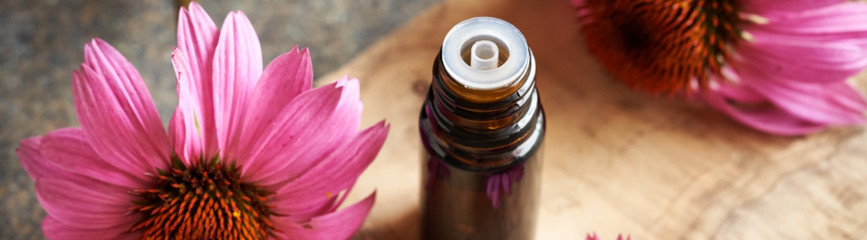 Echinacea and its Cold-Fighting Effects